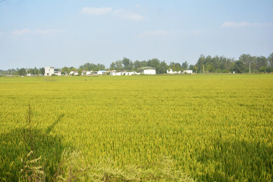 田园风景画