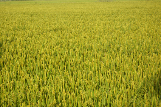 粳稻种植