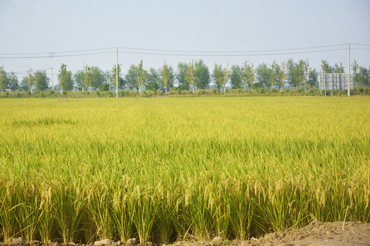 杂交水稻田