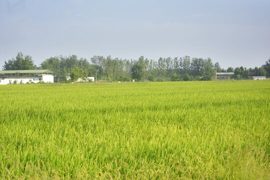 稻田与乡村