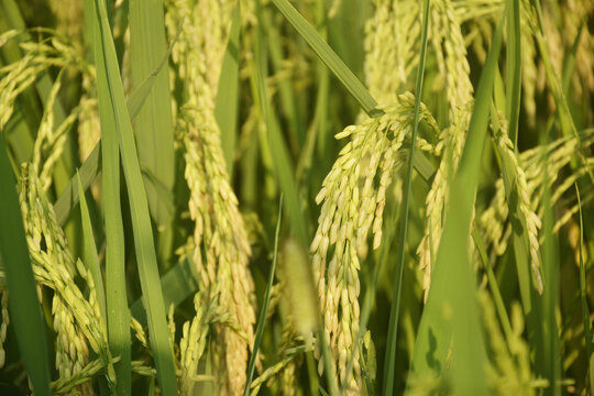 杂交稻稻穗