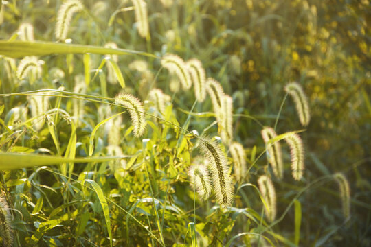 逆光毛毛草