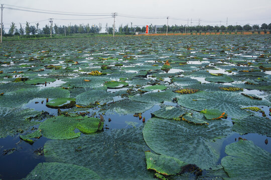 芡实种植基地