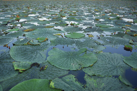 芡实种植基地