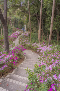 麓湖公园鸿鹄楼下的杜鹃花