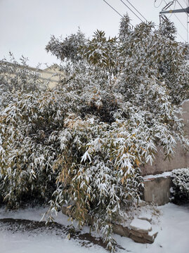 雪后竹林