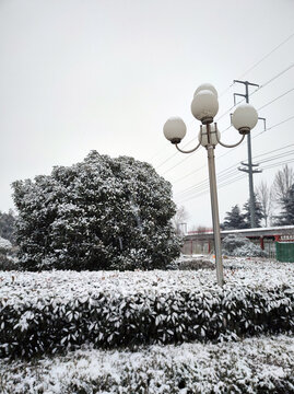 绿化带雪景