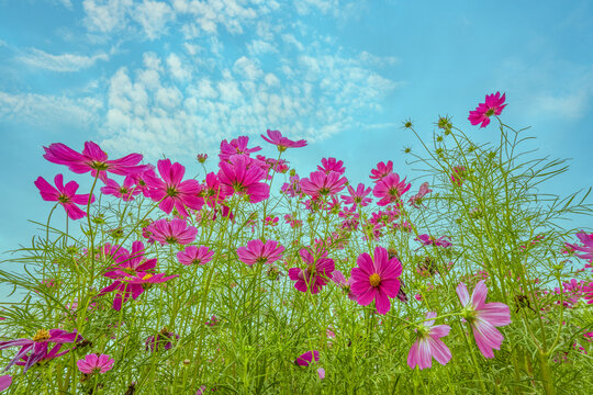 格桑花