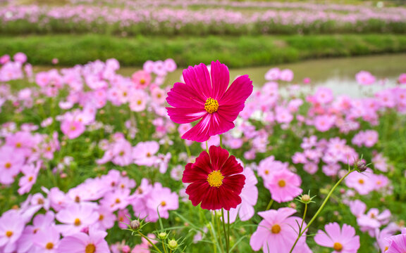 格桑花开