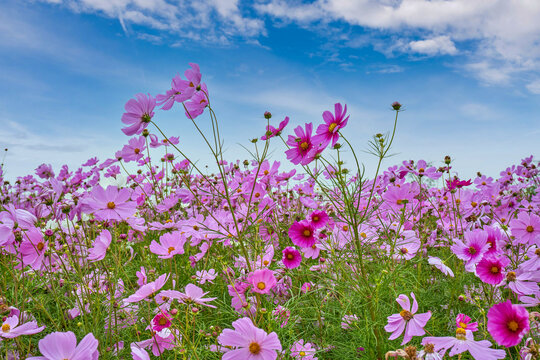 西藏格桑花