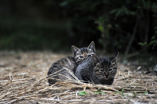 野猫