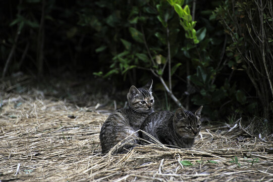 野猫