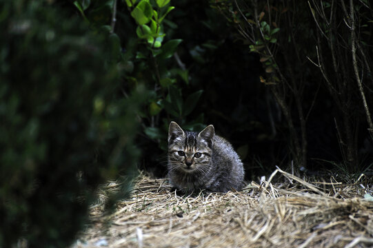 野猫