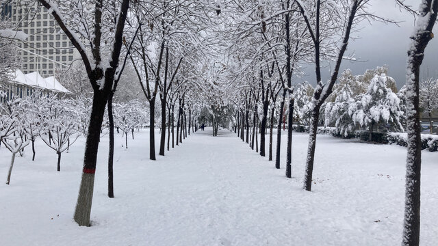 雪景树枝