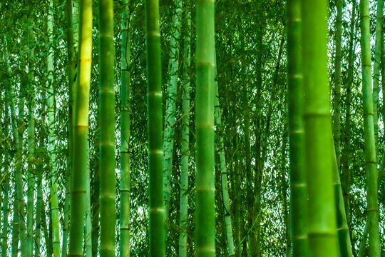 绿竹竹林