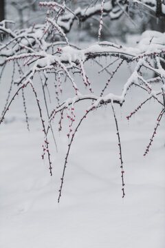 冰雪中的梅花