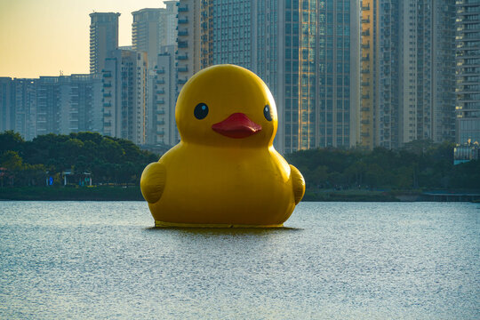 深圳湾大黄鸭