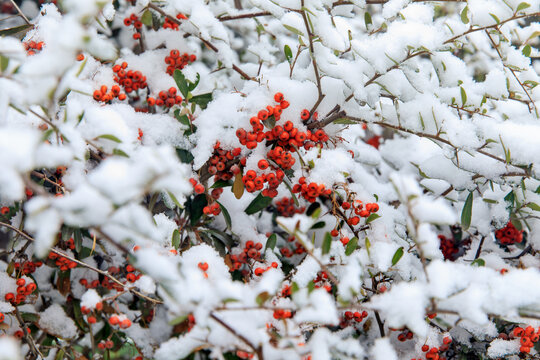 雪中红果