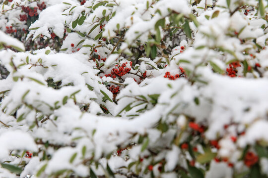 雪中红果