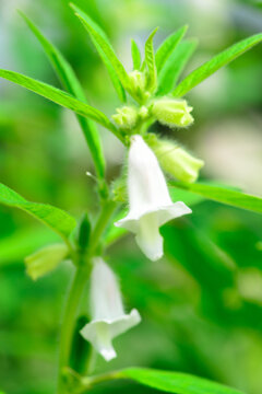 芝麻开花节节高