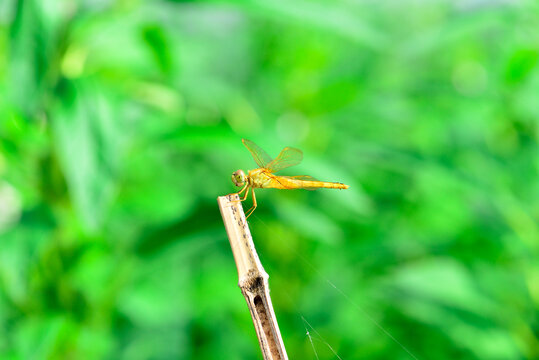 蜻蜓特写