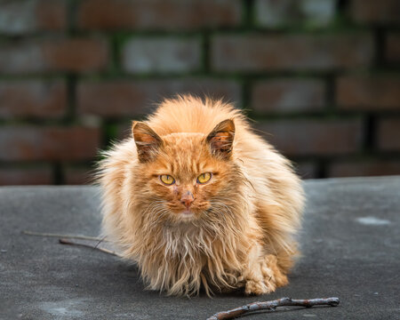 窗外的流浪猫