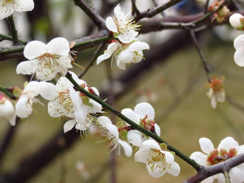 白梅花