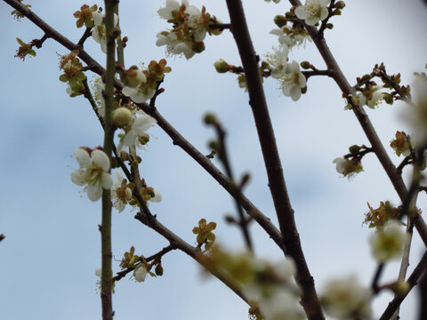 白梅花