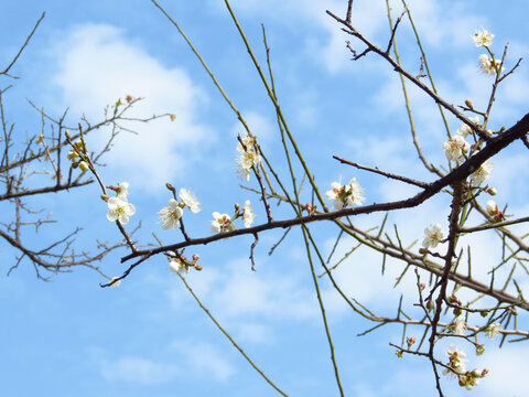 梅花枝条