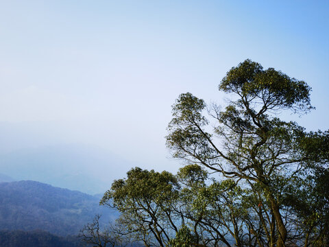 山顶大树