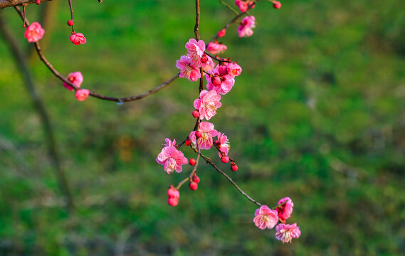 红梅花