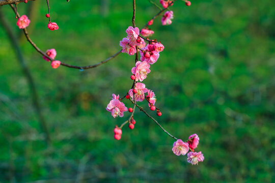 红梅花