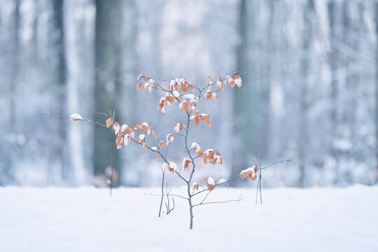 雪地秋叶