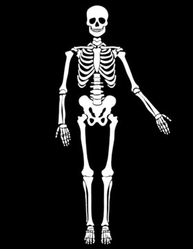 人體骨骼矢量