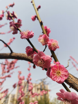 红梅花