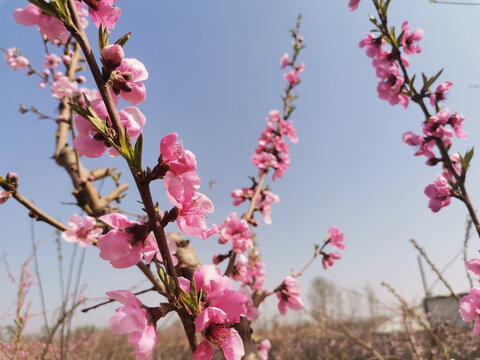 桃花