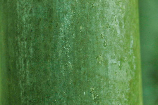 竹子木纹纹理