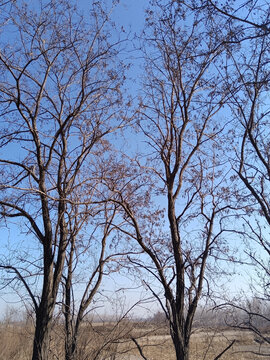 冬天洋槐树