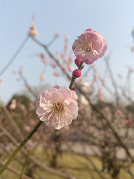 梅花