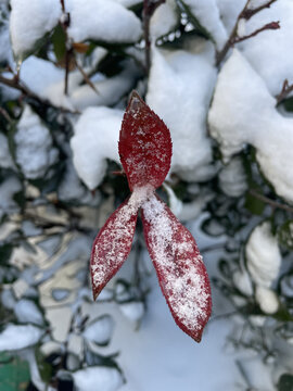 雪中红叶