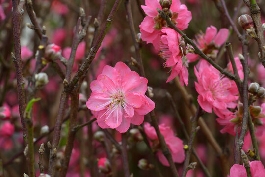 桃花