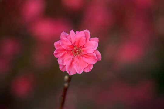 桃花