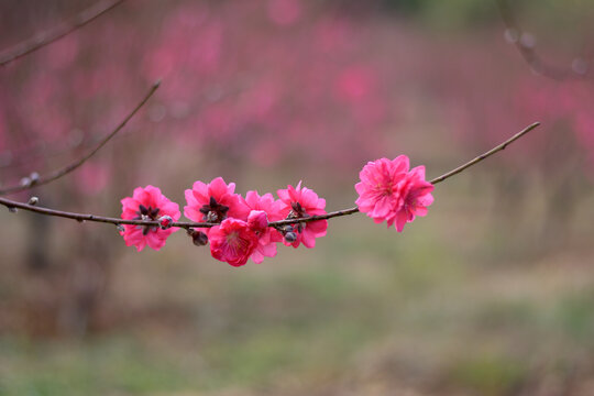 桃花