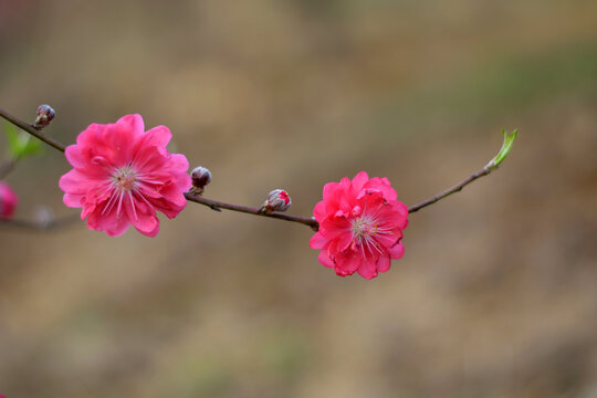 桃花