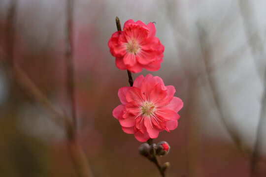 桃花