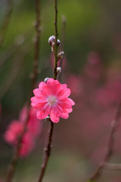 桃花