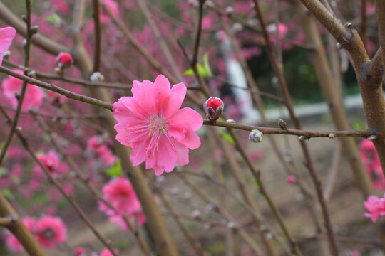 桃花