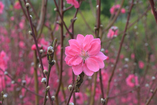 桃花