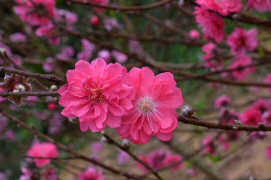 桃花