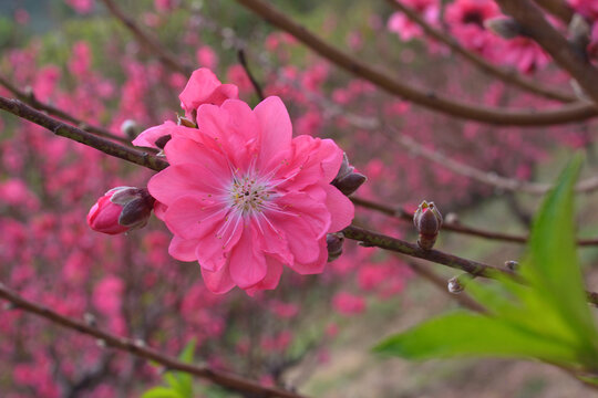 桃花